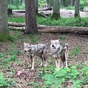 Wolfsfamilie im Hanauer Wildpark