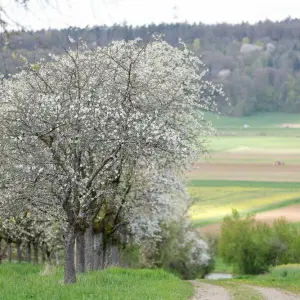 Kirschblüte in der Fränkischen Schweiz