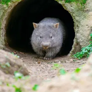 Kleiner Wombat im Duisburger Zoo heißt Nandalie