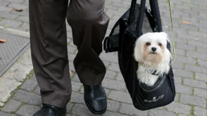 Ein Hund in einer Hundetasche