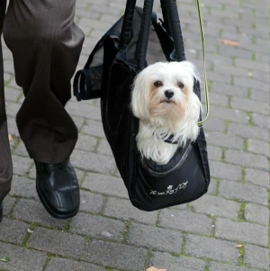 Ein Hund in einer Hundetasche