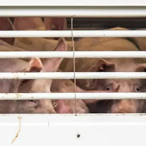 Prozess um Tierschutzverstoß bei Schweinen
