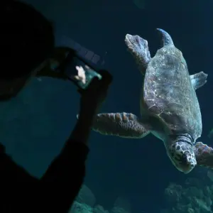 Unechte Karettschildkröte schwimmt im Meeresmuseum von Stralsund