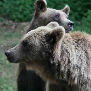 Zwei Braunbären im Bärenwald Müritz