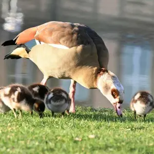 Nilgänse