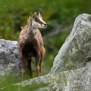 Alpentiere - Gämse