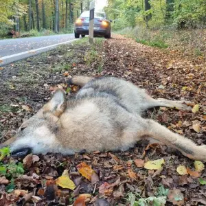 Wolf überfahren