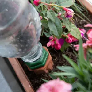 Ein Bewässerungssystem mit Flasche und Tonkegel