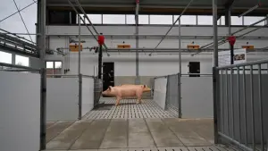 «Stall der Zukunft» für Schweine