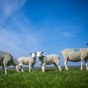 Blauzungenkrankheit beunruhigt Tierhalter