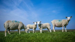 Blauzungenkrankheit beunruhigt Tierhalter