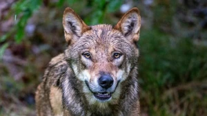 Wölfe im Nationalparkzentrum Falkenstein