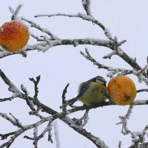 Vogel im frostigem Apfelbaum