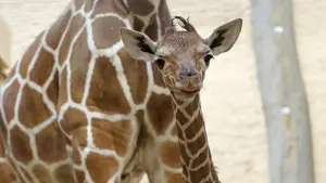 Giraffenbaby im Zoo Karlsruhe geboren