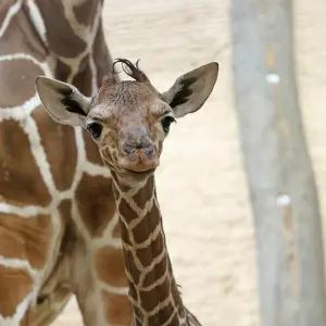 Giraffenbaby im Zoo Karlsruhe geboren