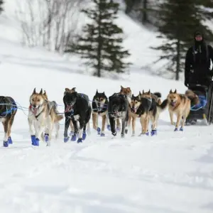 Iditarod-Schlittenhunderennen beginnt