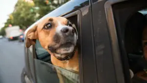 Ein Hund hält den Kopf aus einem Autofenster