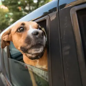 Ein Hund hält den Kopf aus einem Autofenster