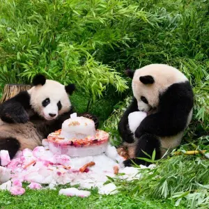 Vierter Geburtstag von Berliner Pandabären Pit und Paule