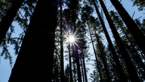 Wald bei blauem Himmel und Sonnenschein