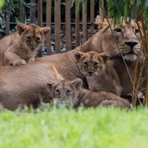 Löwenbabys im Kölner Zoo
