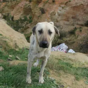 Straßenhund in der Türkei