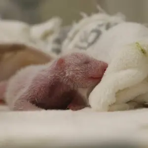 Panda-Nachwuchs im Berliner Zoo