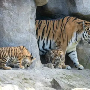 Tigerbabys erstmals im Außengehege