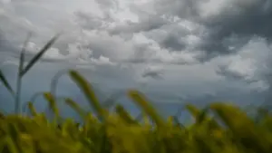 Wolken über Weizenfeld