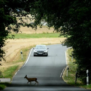 Ein Reh überquert eine Straße