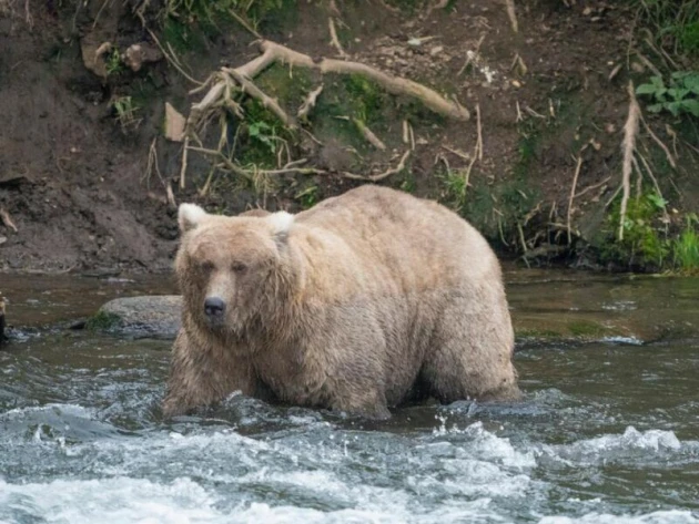 «Fat Bear»-Wahl