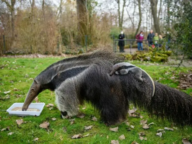 Ameisenbär «Estrella» im Zoo Magdeburg gestorben