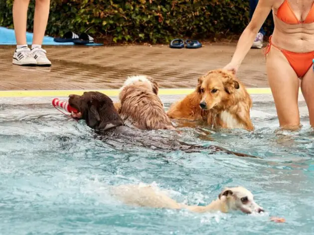Hundebadetag in einem Freibad