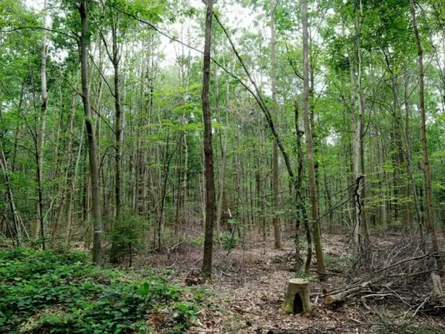 Wald bei Georgenthal