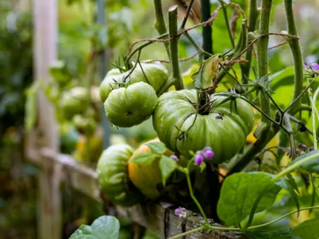 Pflanzen aus Supermarkt-Gemüse ziehen - geht das?