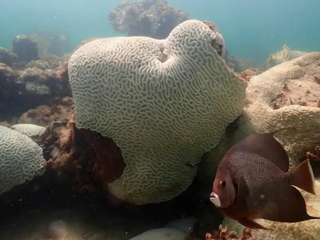 Korallenbleiche