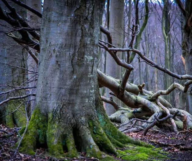 Buchenwälder im Nationalpark Jasmund