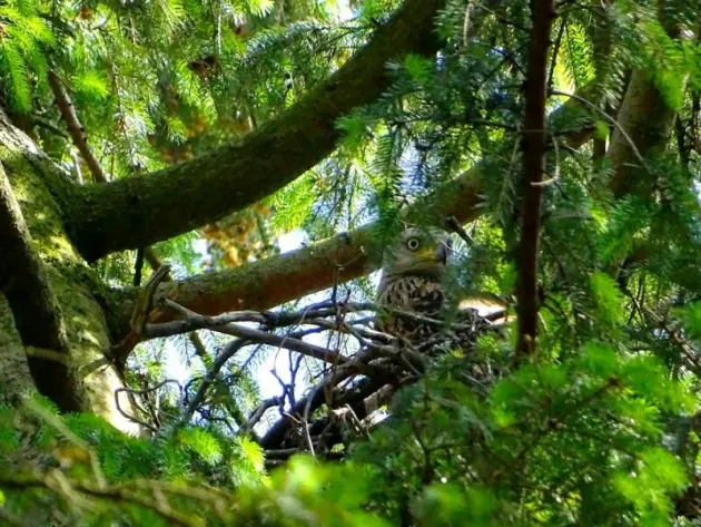 Ein junger Rotmilan schaut aus seinem Nest