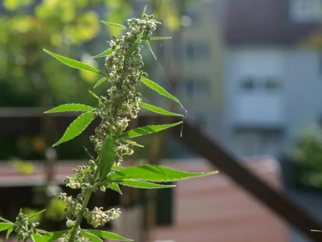 Cannabis-Pflanzen vor Schimmel schützen
