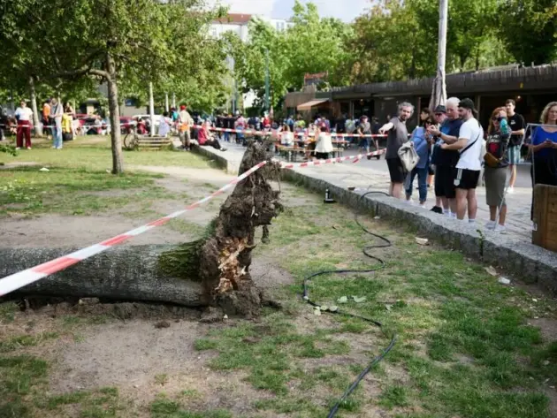 Baum fällt auf Menschen im Mauerpark