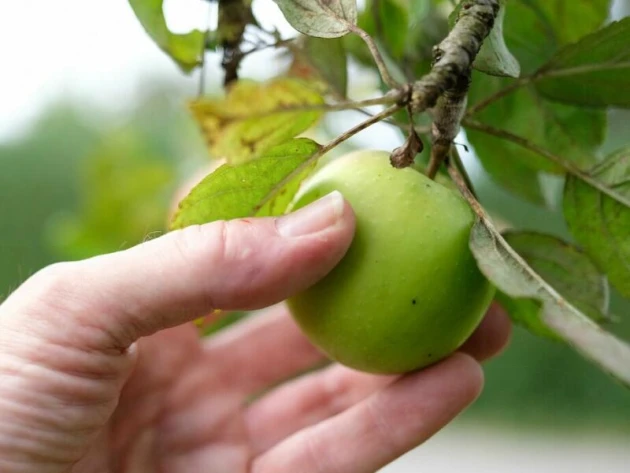 Ist der Apfel schon reif, kann ich ihn pflücken?