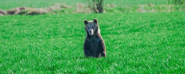 Bären in der Slowakei