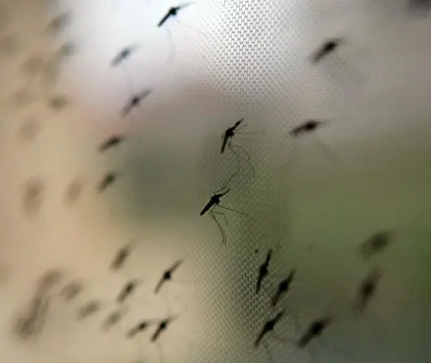 Mücken am Gitter