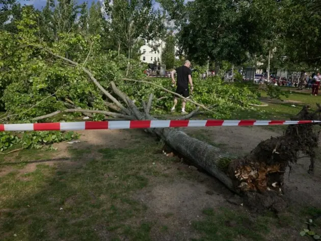 Umgestürzter Baum im Mauerpark